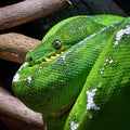 Python Vert sur Branche