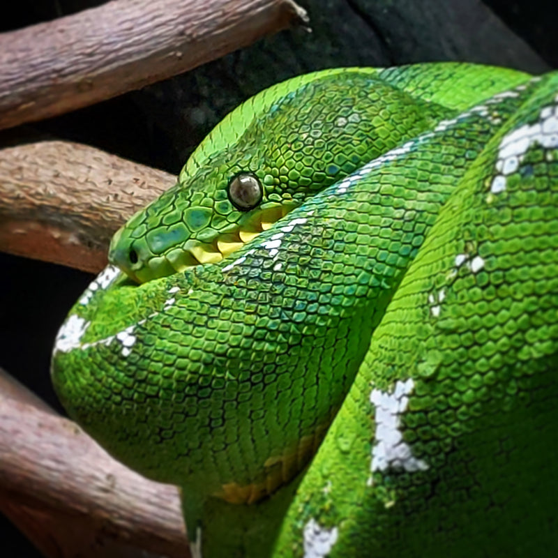 Python Vert sur Branche - @loulou.photography_