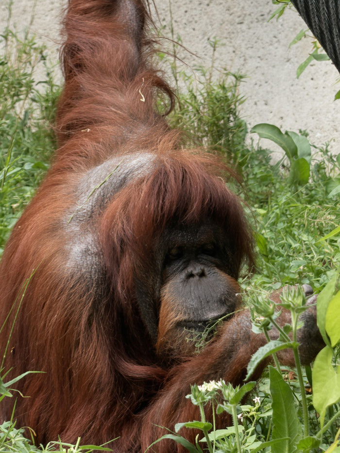 Orang-outan dans la Végétation
