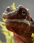 Caméléon Panthère